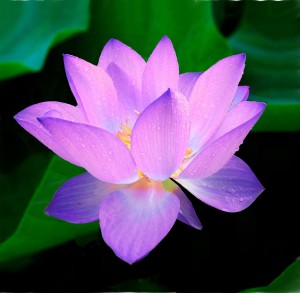 lotus-215460_1280